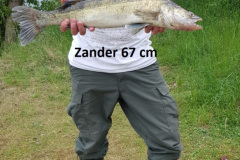 Zander-kiesteich-Schladen-3